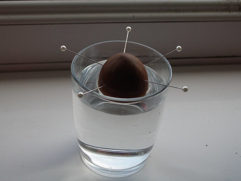 Kweek Je Eigen Avocadoboom In 6 Stappen