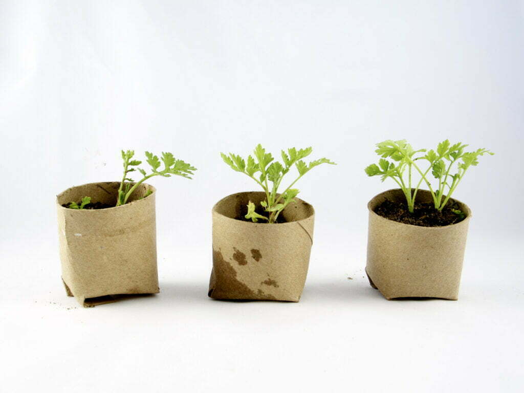 Toilet_Paper_Seedlings_Cup_3