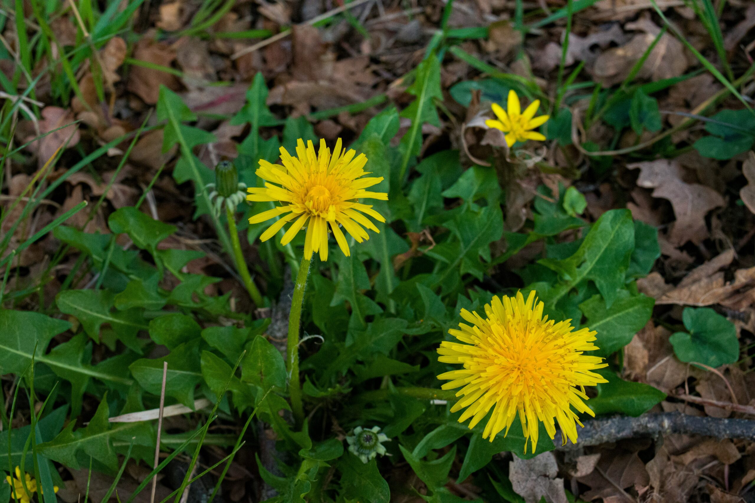 Paardenbloem Is Een Superfood Van Eigen Bodem