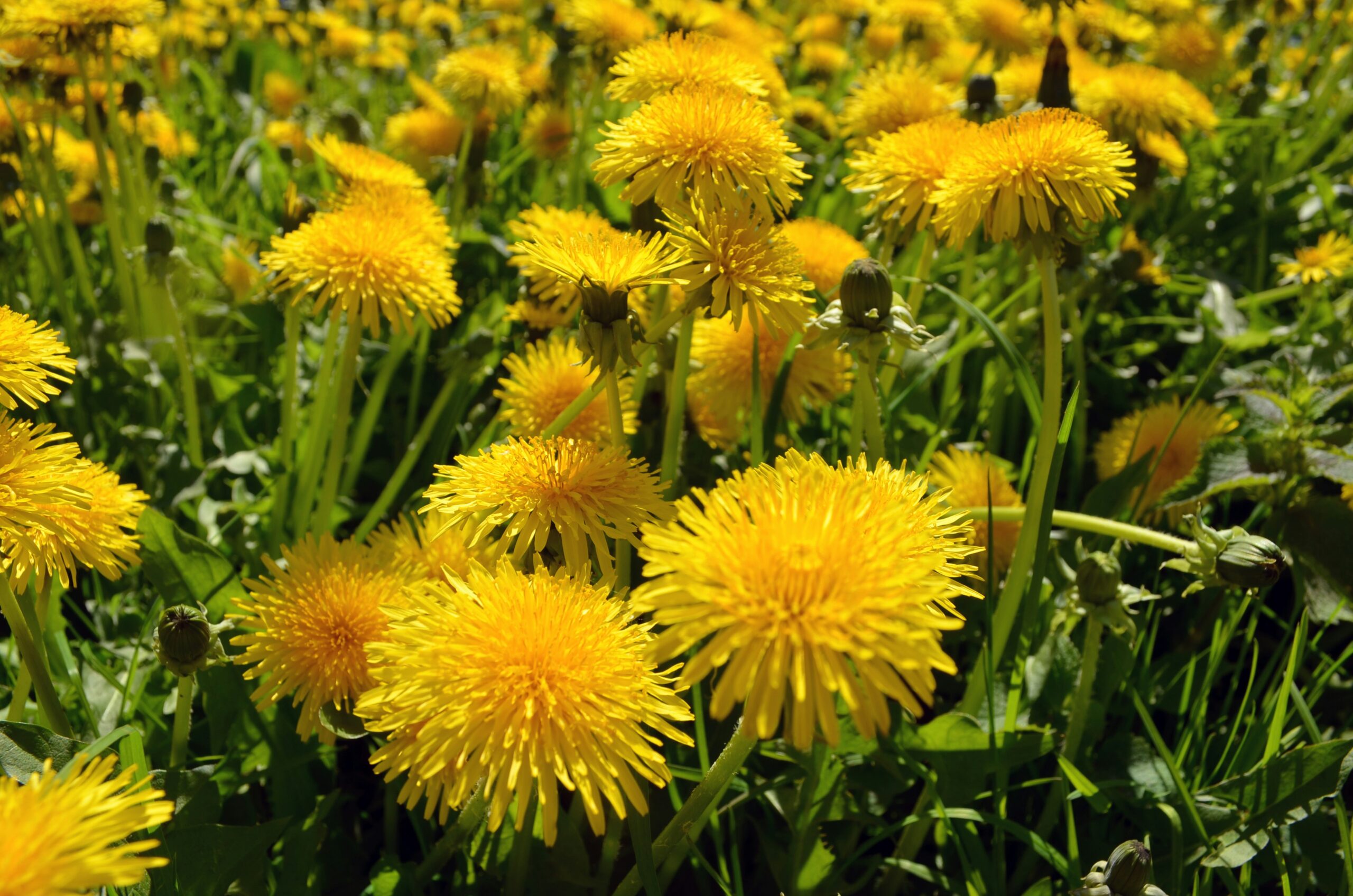5 Redenen Waarom We De Paardenbloem Als Superplant Moeten Koesteren