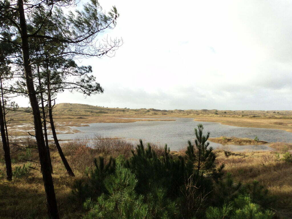 Afbeelding: Staatsbosbeheer