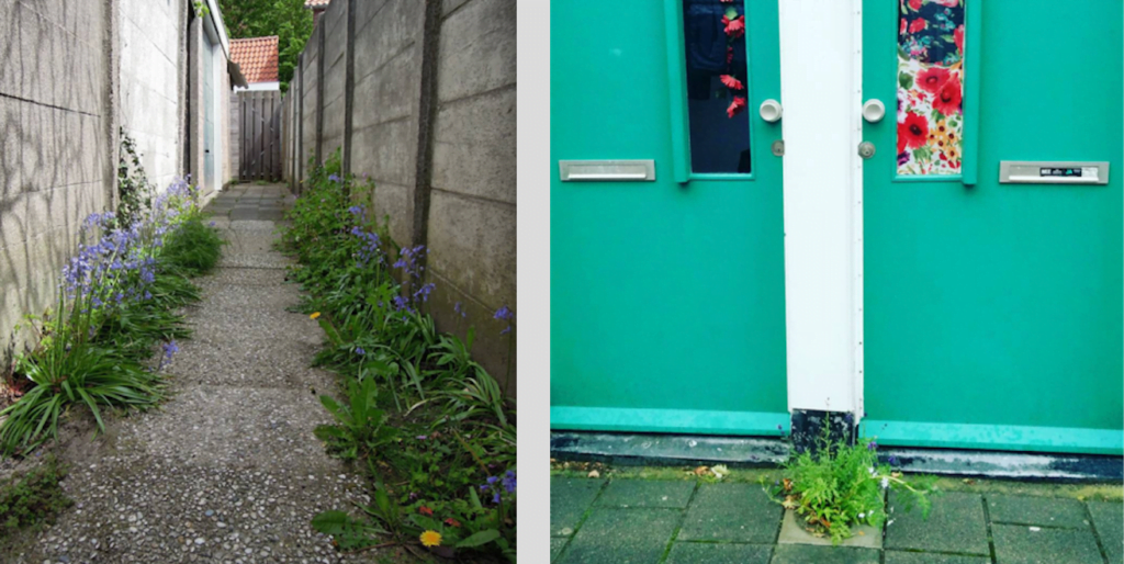 Afbeelding: Gewildgroei