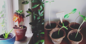 Plantenruil-Feestjes Organiseer Je Zo, Stekken In 3 Tips