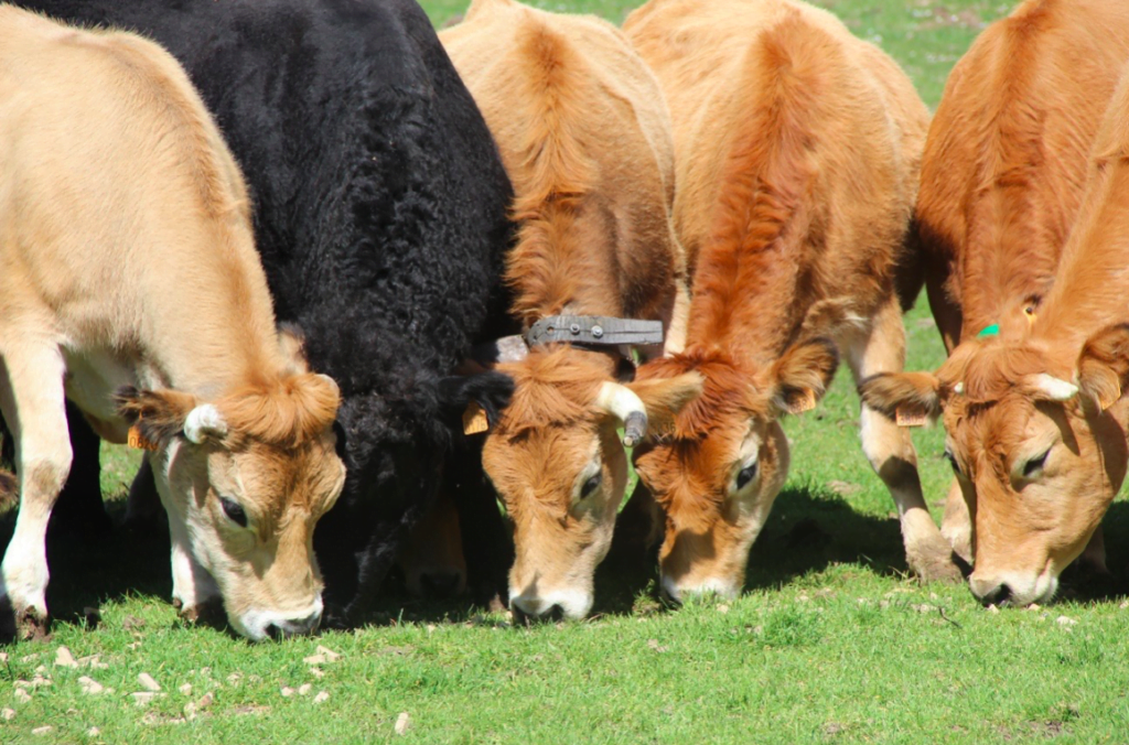 Eva runt een biologische veehouderij in een Spaans dorpje 2 Afbeelding: Eva Ceusters