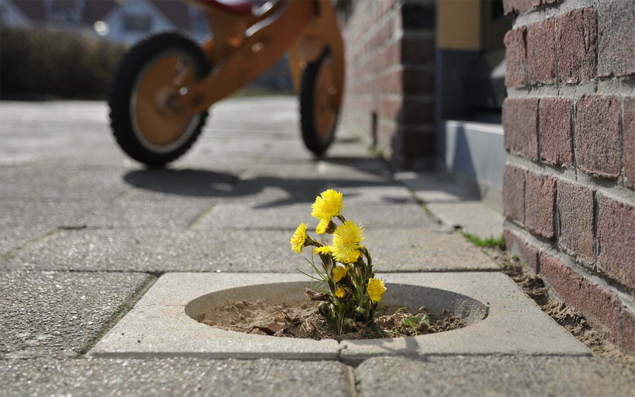 Living Pavement Tegel - Plantsoenrevolutie Gewildgroei