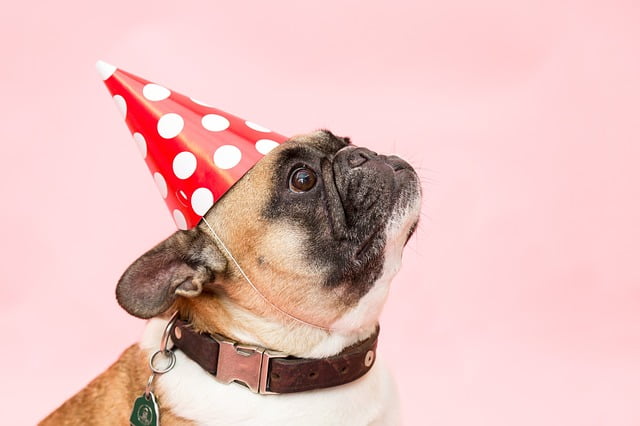 Jaaroverzicht 2017 Met Hond Met Feestmuts