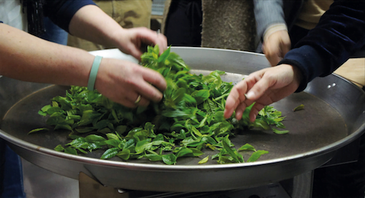 Met deze theeplant kan je zelf thee maken 2 Schermafbeelding 2018 05 02 Om 16.45.08