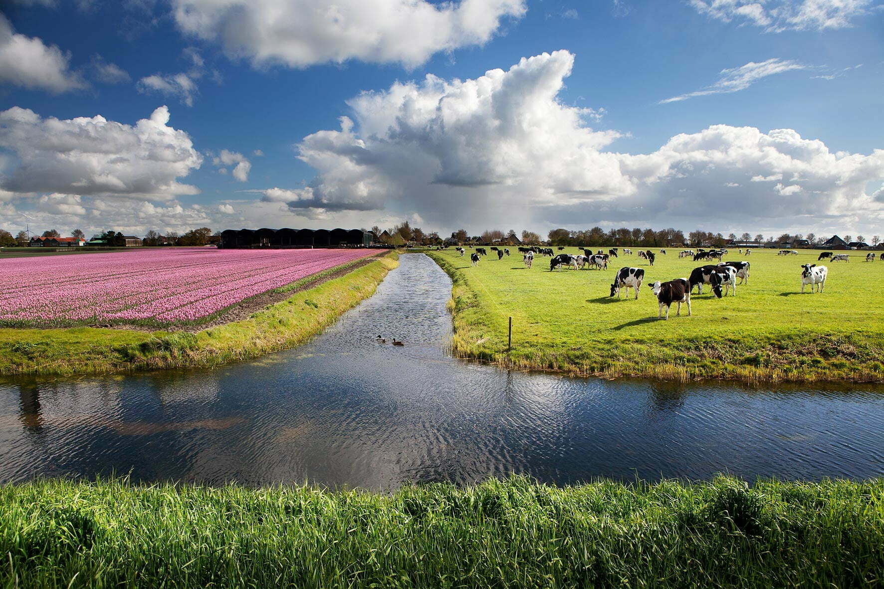 Duurzame Zuivel Van Koeien In De Wei