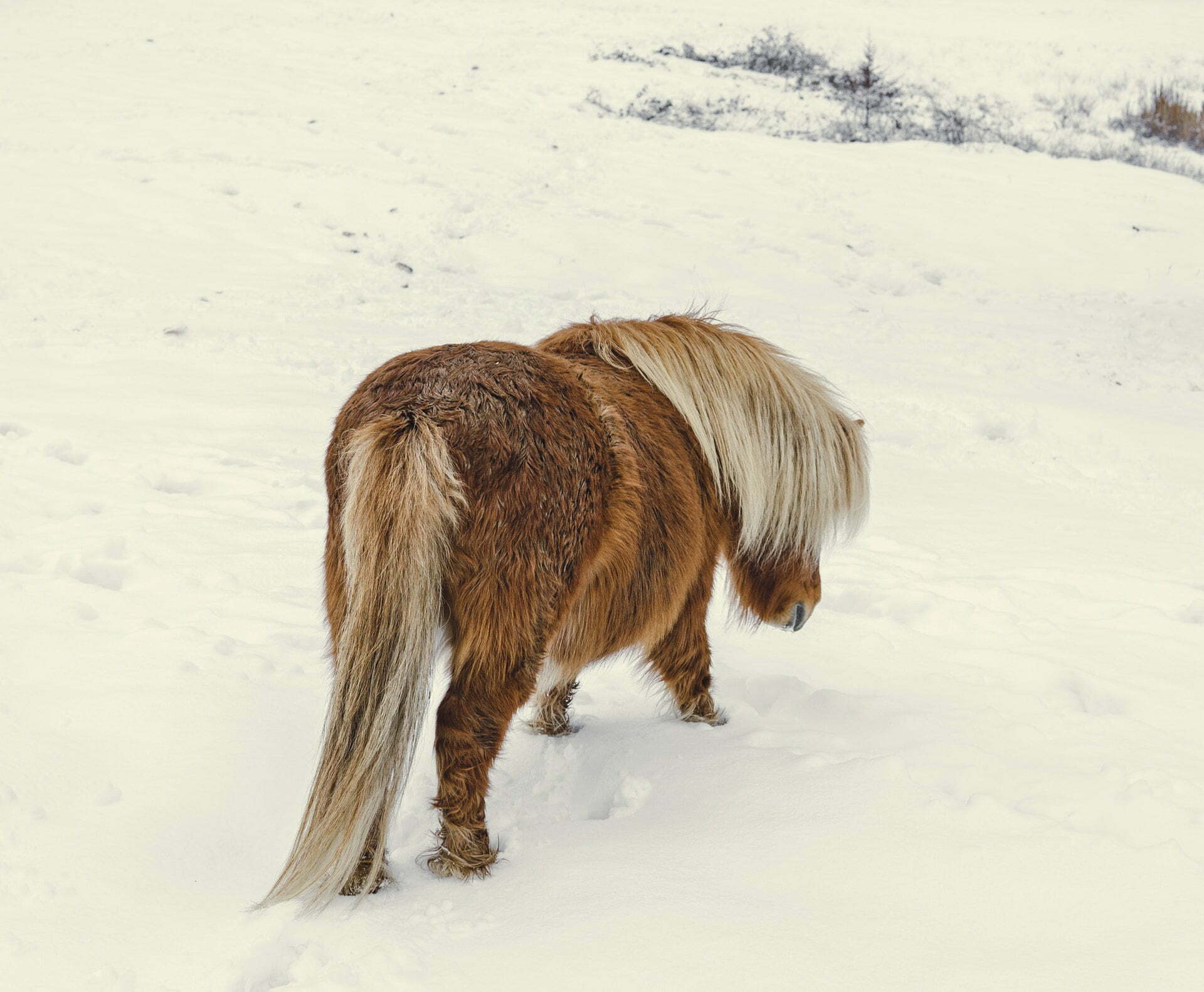 Kleine Paarden Klimaatverandering