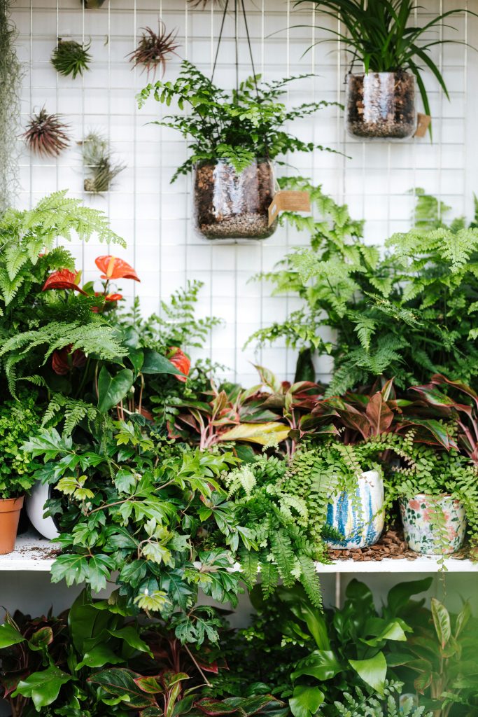 hoe houd je je planten levend tijdens de zomerhitte