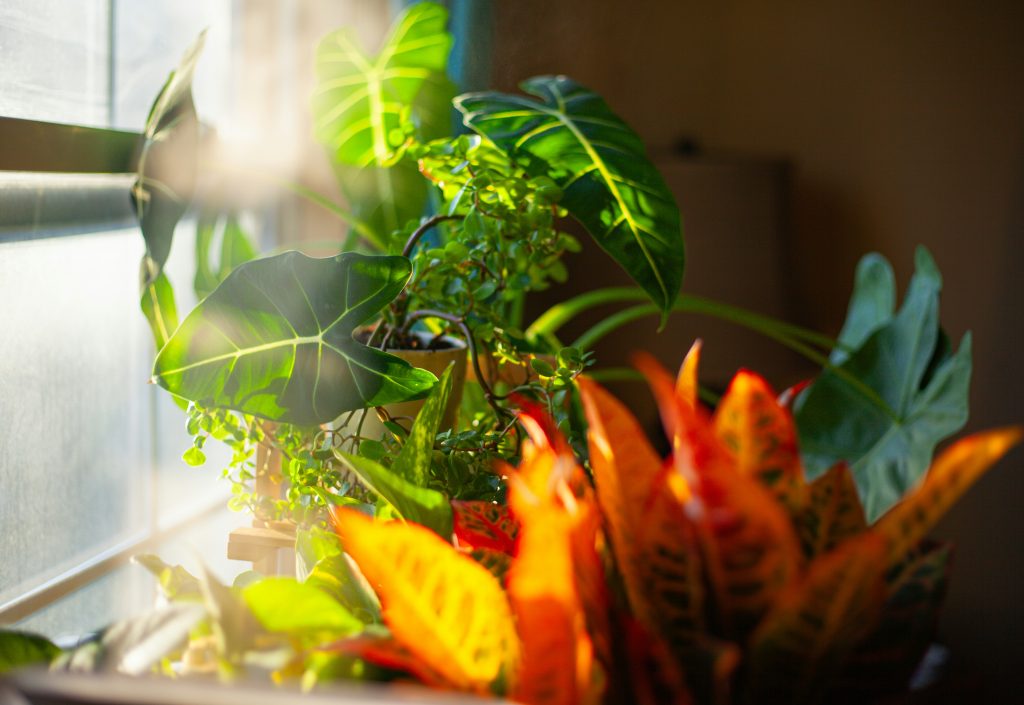 hoe houd je je planten levend tijdens de zomerhitte