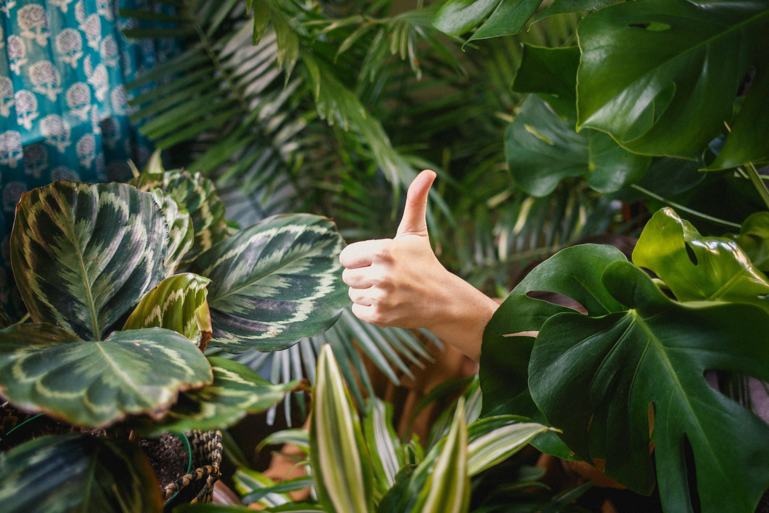 hoe houd je je planten levend tijdens de zomerhitte
