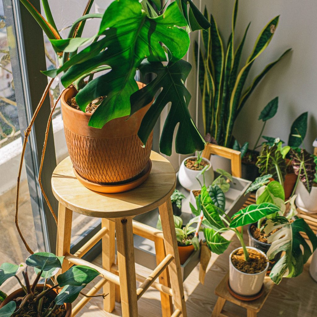 hoe houd je je planten levend tijdens de zomerhitte