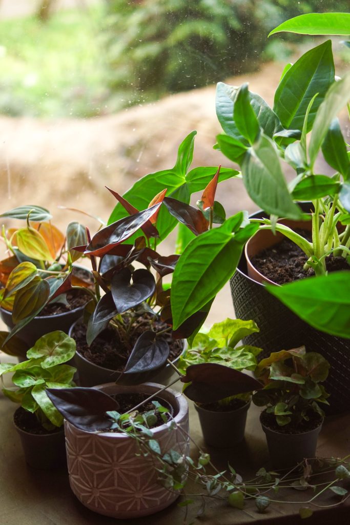 hoe houd je je planten levend tijdens de zomerhitte