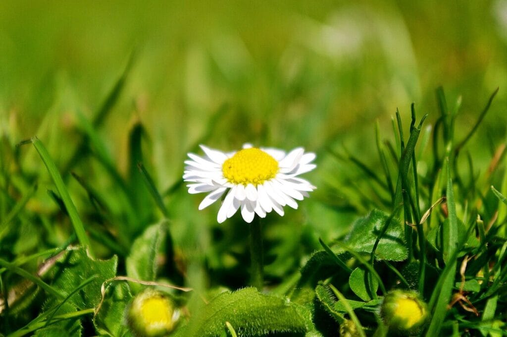 Vegan paardenbloemhoning, daslookpesto en andere wildplukrecepten voor de lente 2 3 Wildplukrecepten Voor Paardenbloem, Madeliefje En Daslook