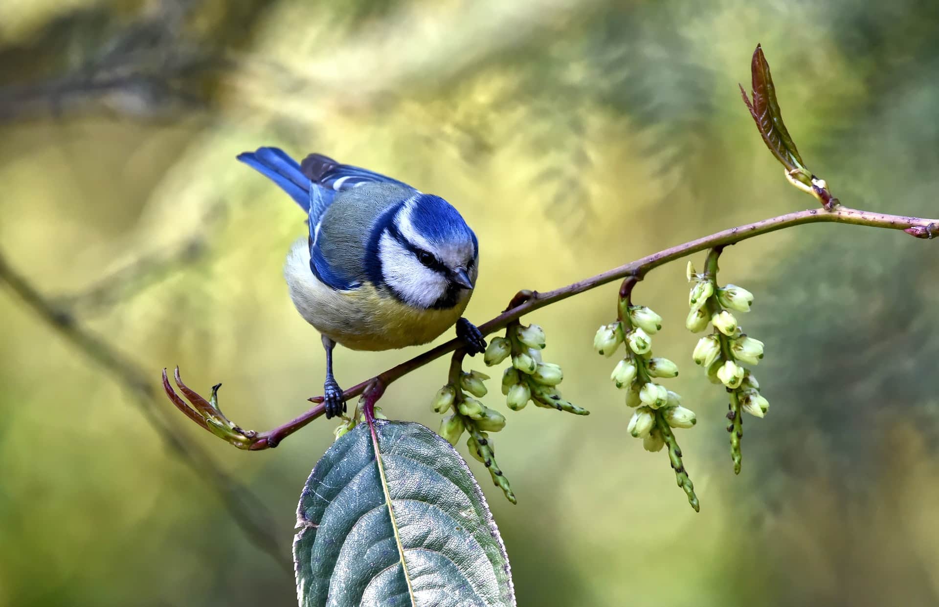 Vogelkennis