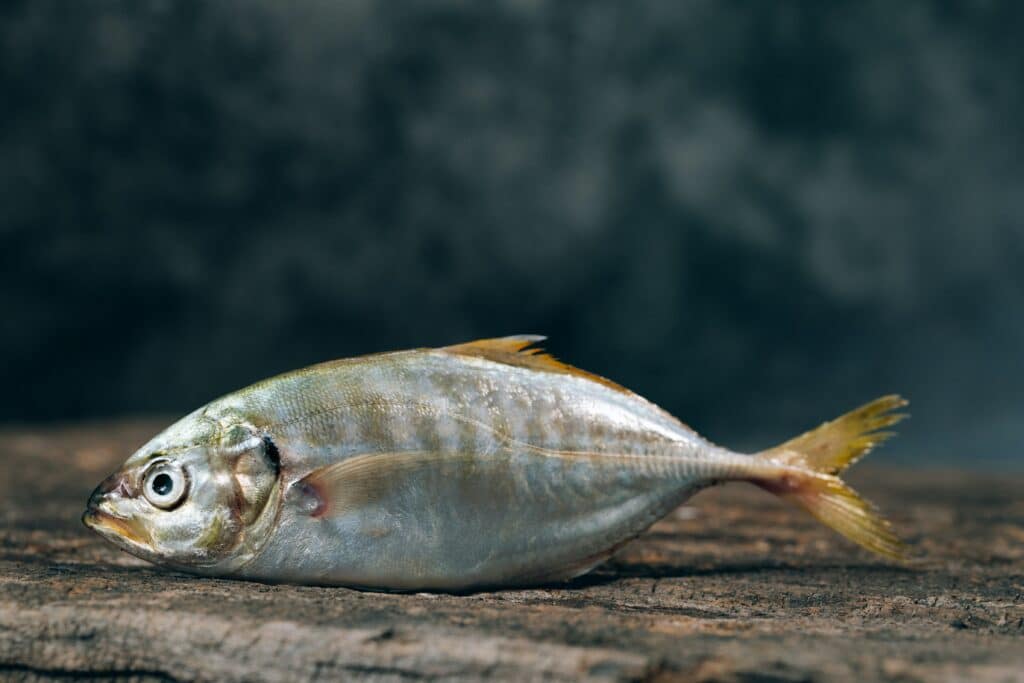 Stoppen Met Vis Eten, School Vissen In Het Water