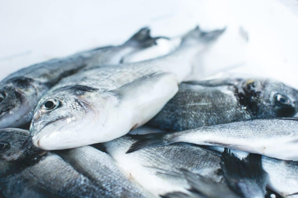 Stoppen Met Vis Eten, School Vissen In Het Water