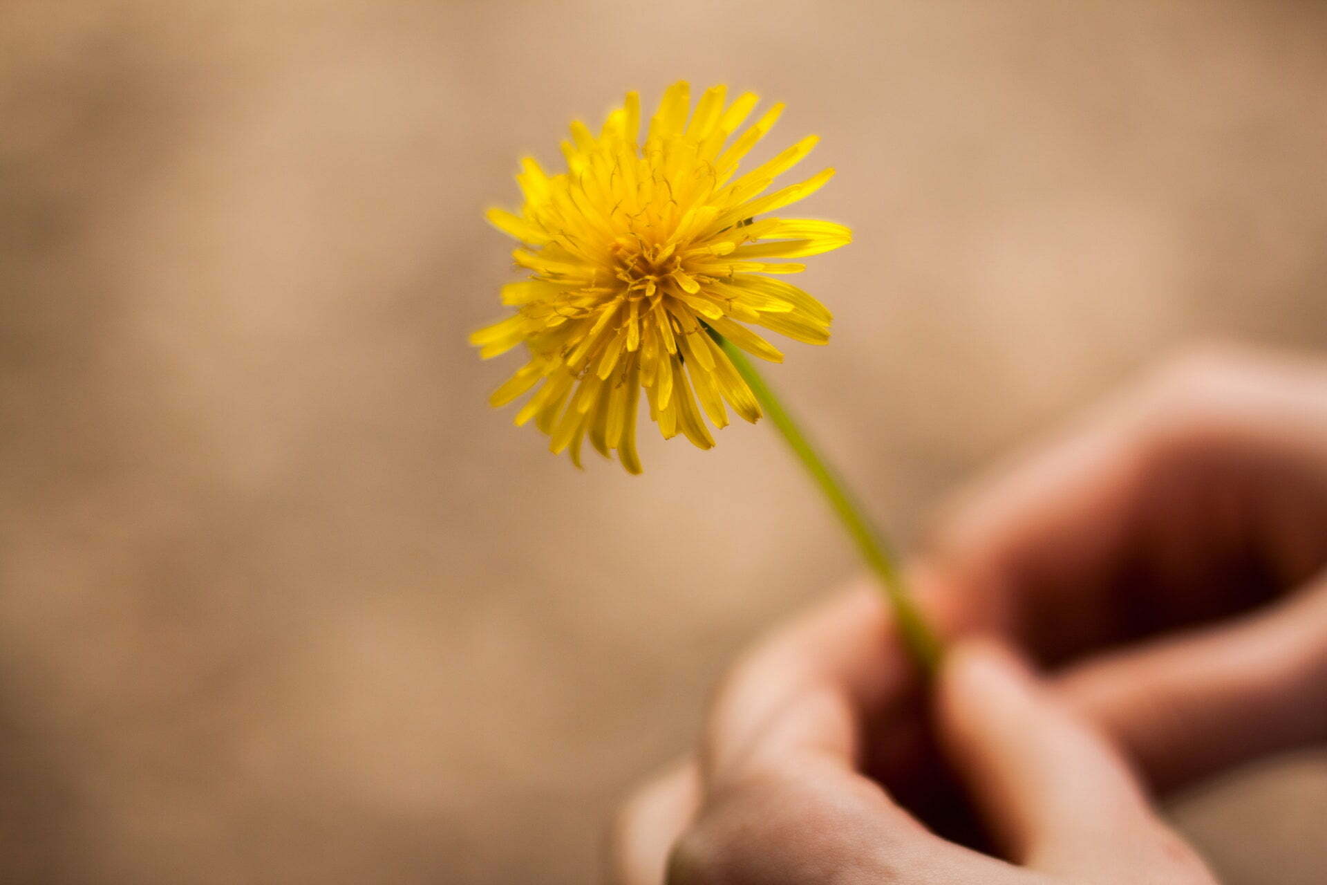Paardenbloem Zuivert De Lever