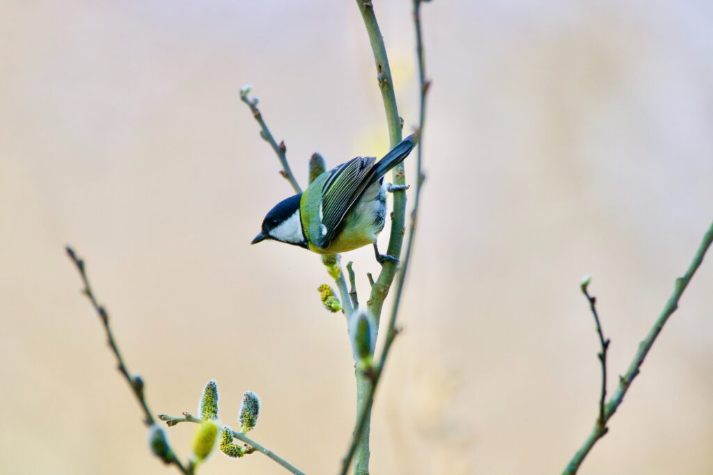 Svetozar Cenisev Jsv3Lc Sjas Unsplash