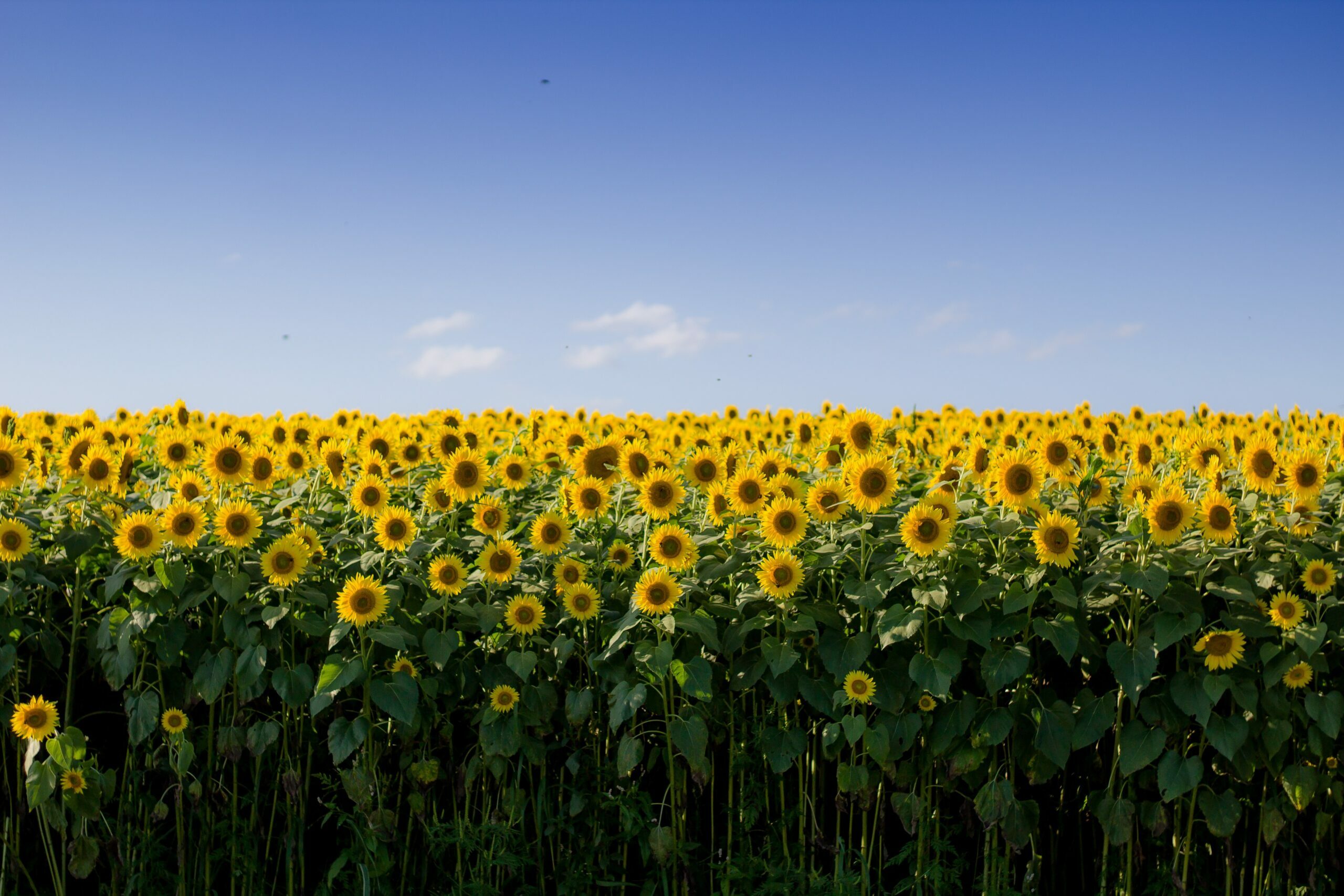 Eco-Gebouw Van Zonnebloemen, Zout En Urine In Arles