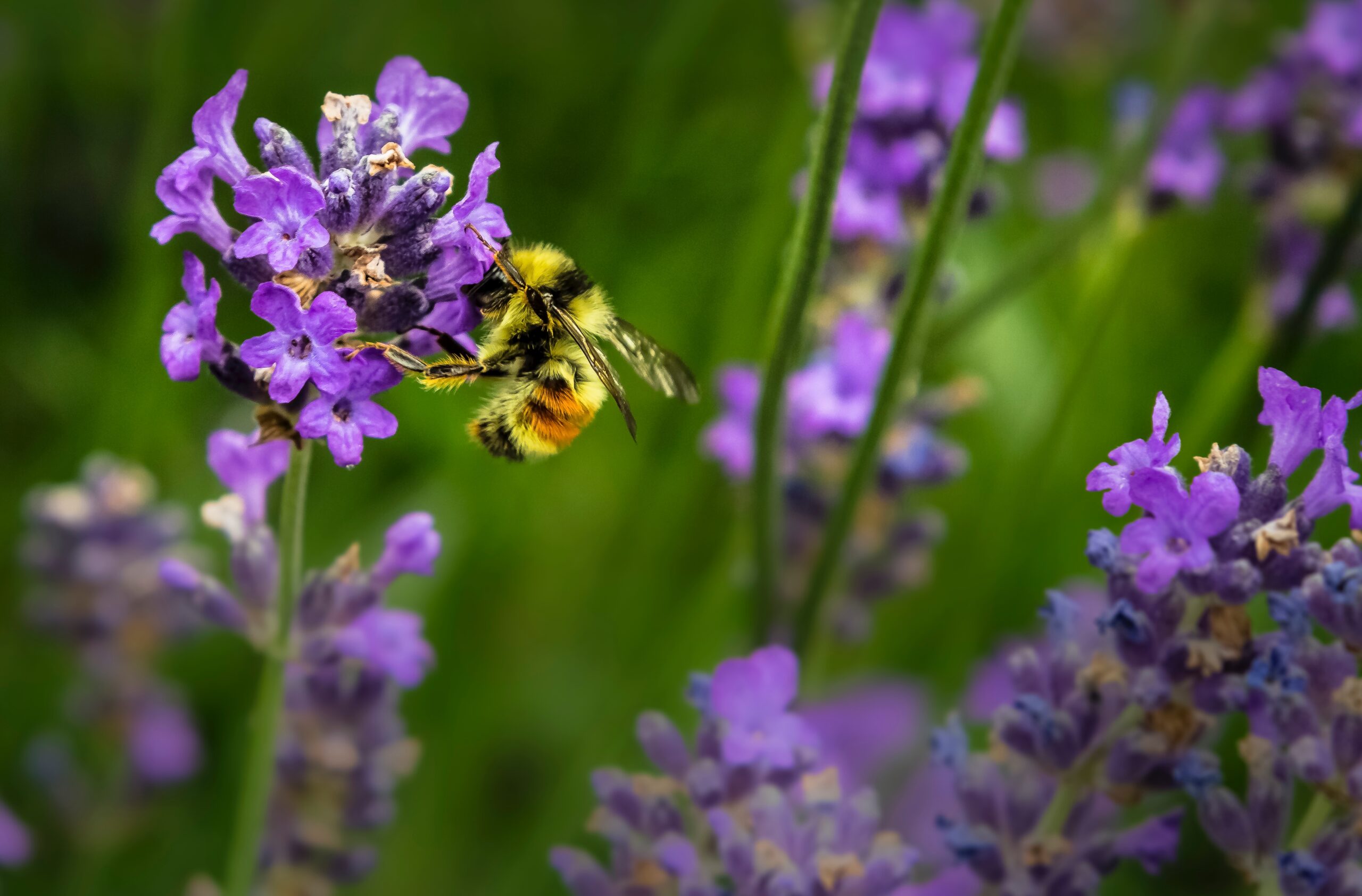 Biodiversiteit Help De Bij En De Vlinder Een Handje In Jouw Tuin