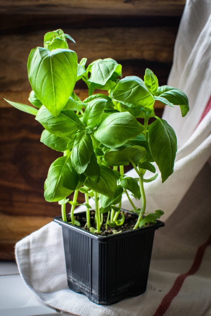 Hoe Houd Ik Mijn Basilicumplant In Leven