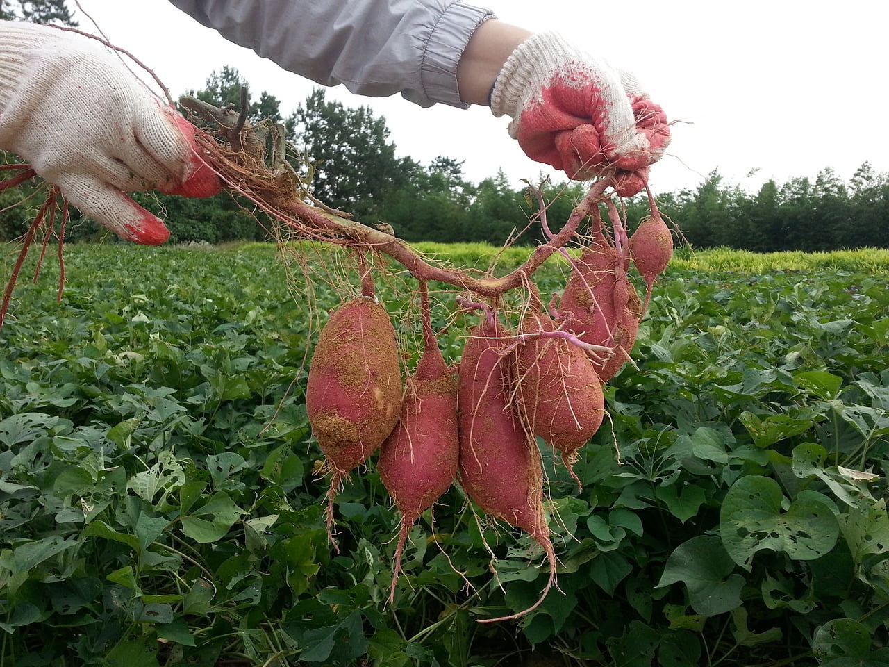 7 Gezondheidsvoordelen Van Zoete Aardappel