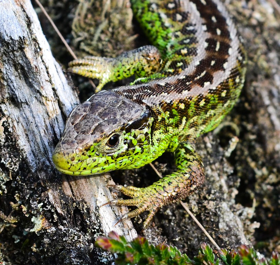 Hoe vervuilend is de Formule 1 eigenlijk? 4 Hoe Duurzaam Is De Formule 1?