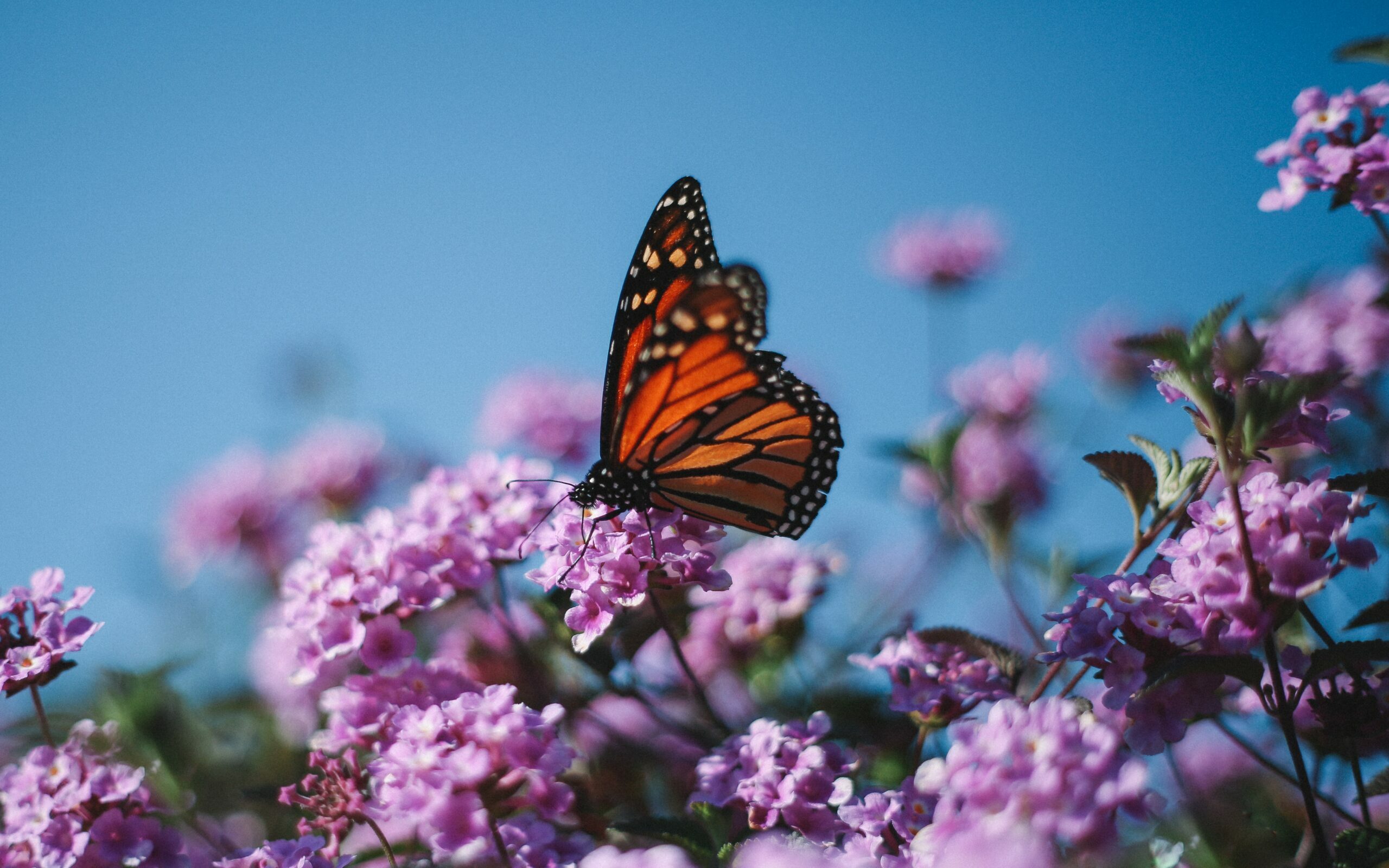 Opvallend Weinig Vlinders Deze Zomer