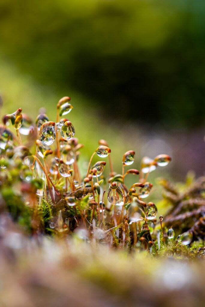 Zo Maak Je Je Tuin In 5 Stappen Klaar Voor De Lente