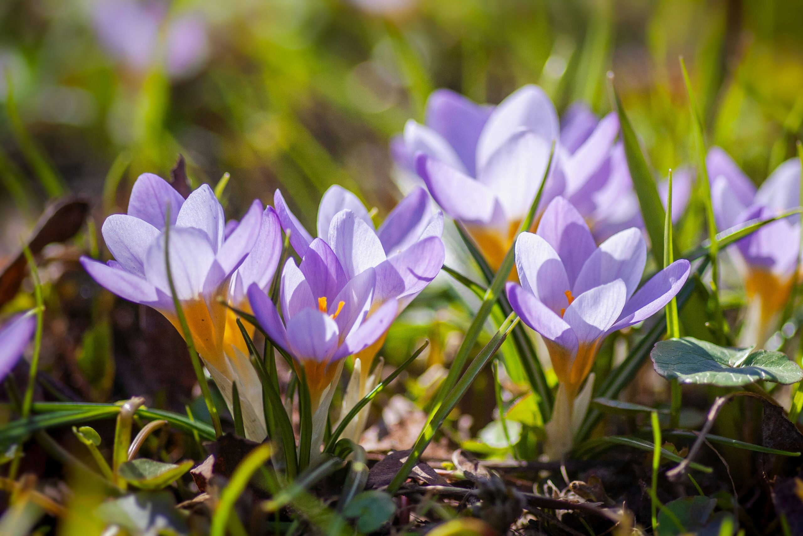 Zo Maak Je Je Tuin In 5 Stappen Klaar Voor De Lente