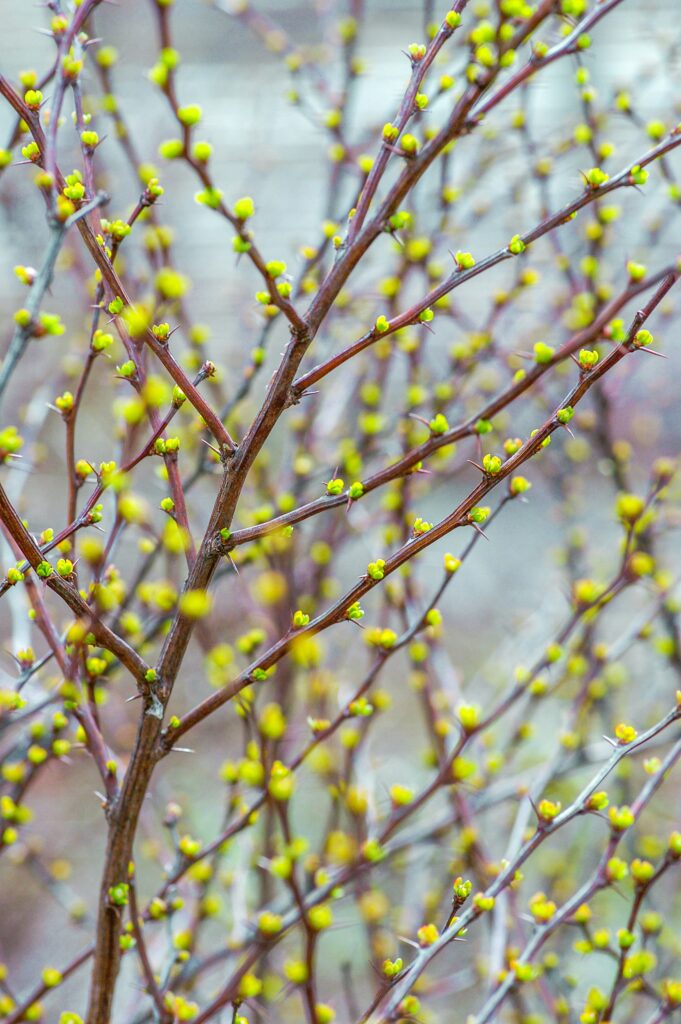 Zo Maak Je Je Tuin In 5 Stappen Klaar Voor De Lente
