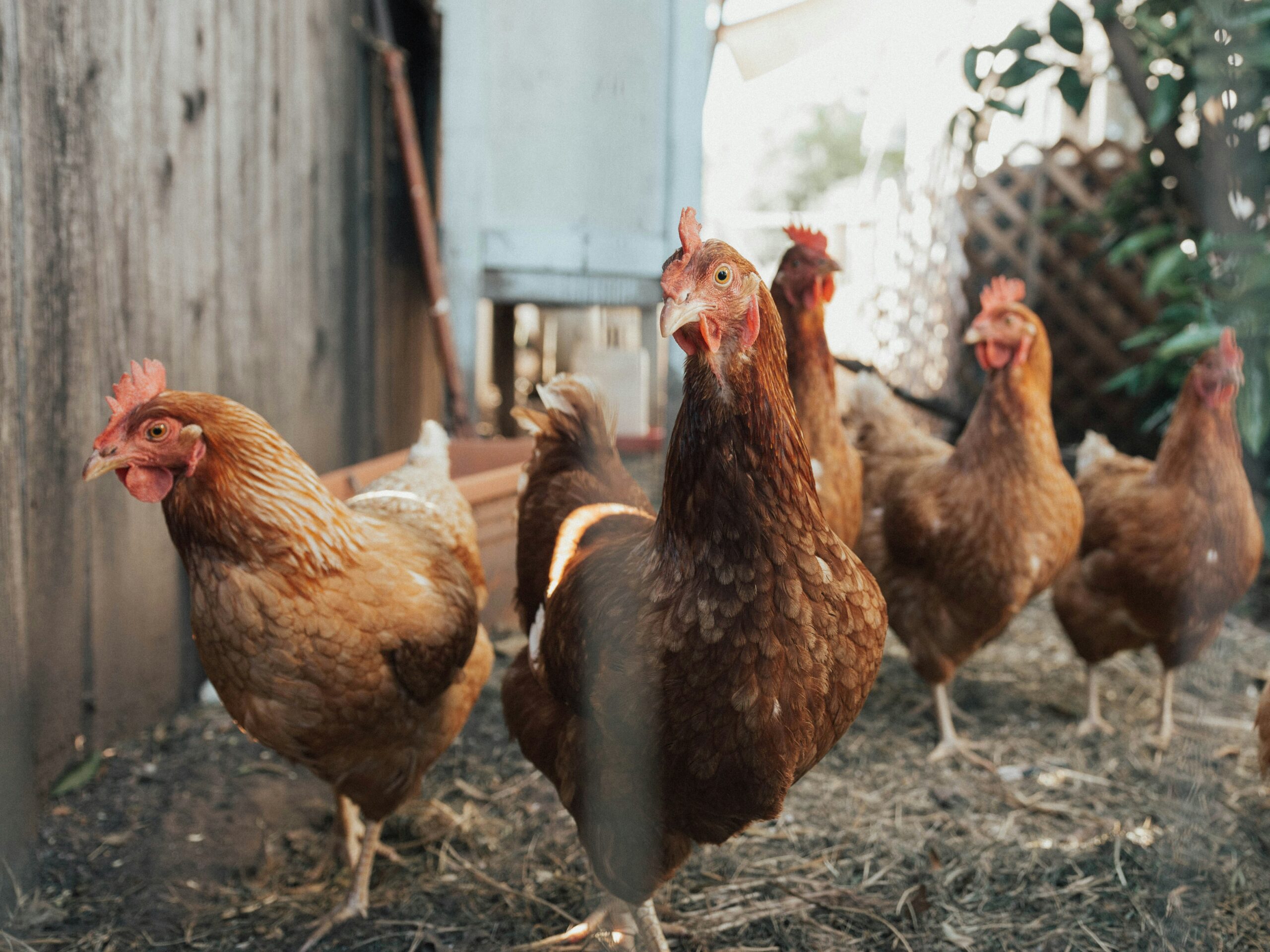 6 Redenen Om Minder (Of Geen) Eieren Meer Te Eten