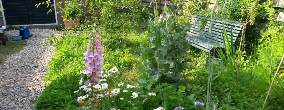 In 5 Stappen Tegels Eruit En Je Tuin Vergroenen: Zo Pak Je Dat Aan