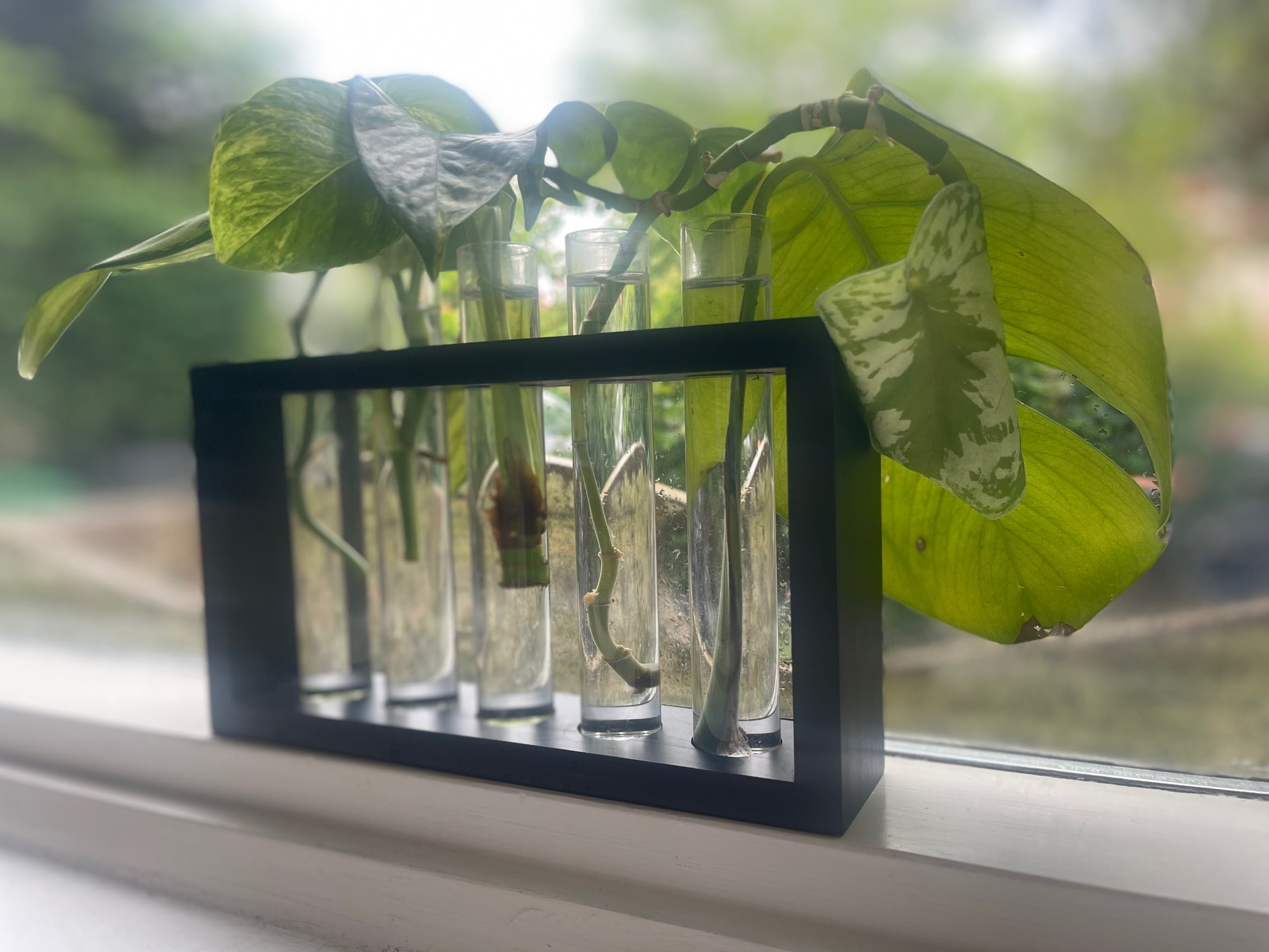 Planten Stekken