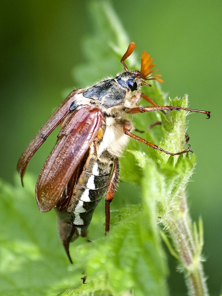 Cockchafer 2394894 1280