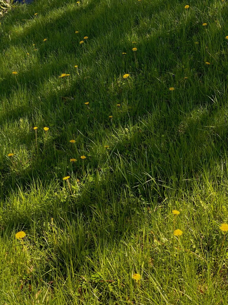 Geel Gras