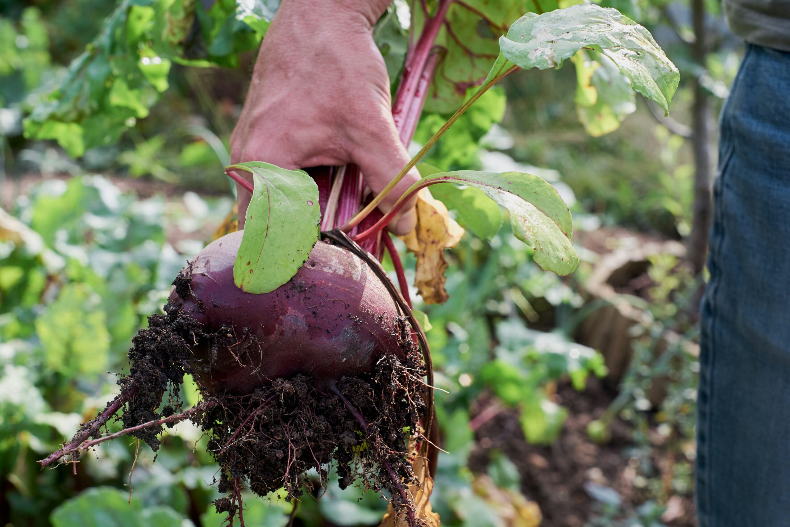 Dit Is Waarom Kim Rauw Vegan Is Gaan Eten