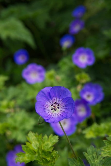10 Bloemen En Planten Waarmee Je Meer Vlinders In Je Tuin Krijgt