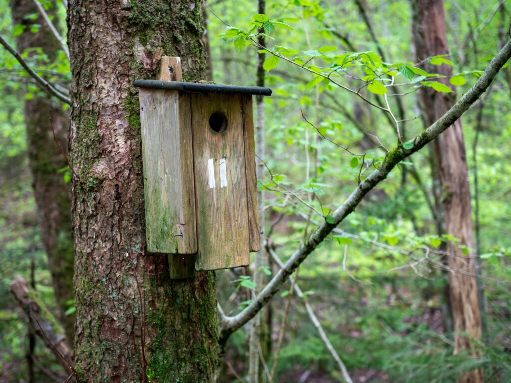 Diy Een Nestkastje Maken Voor Vogels Doe Je In Het Najaar