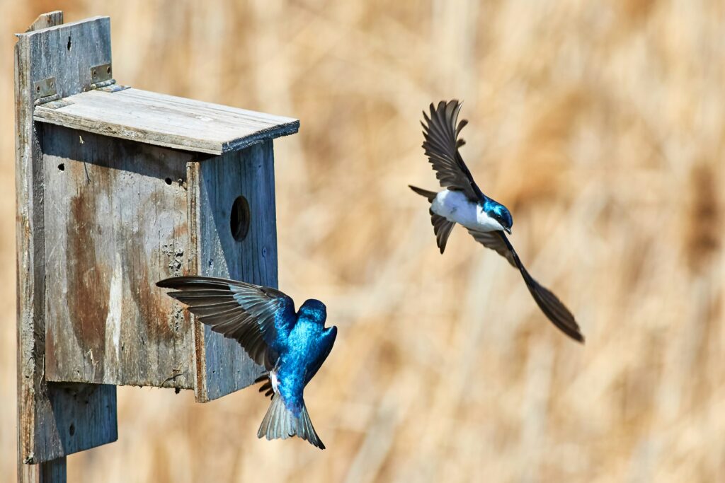 Diy Een Nestkastje Maken Voor Vogels Doe Je In Het Najaar