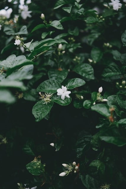 Nog Een Bloemen