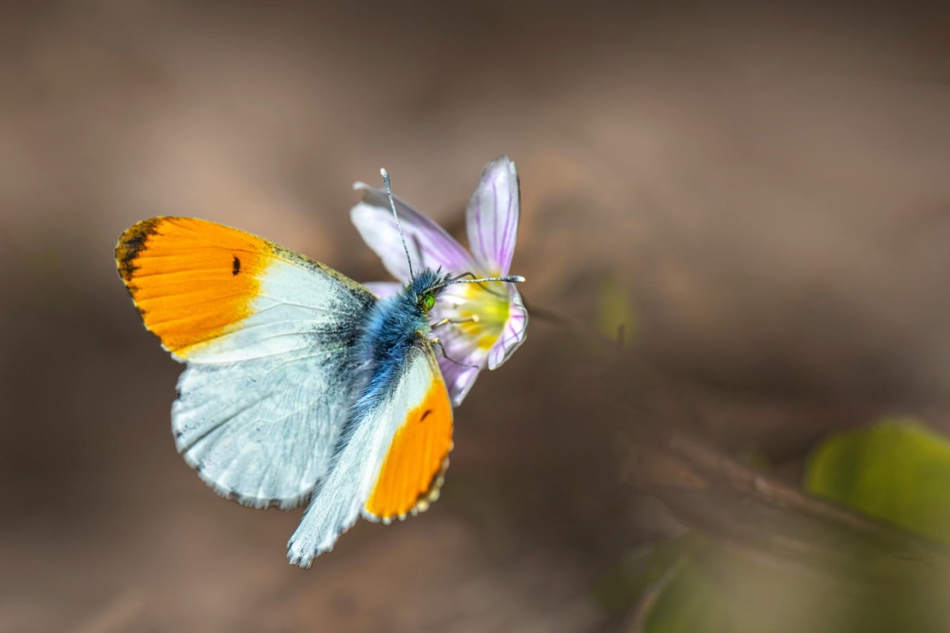 10 Bloemen En Planten Waarmee Je Meer Vlinders In Je Tuin Krijgt