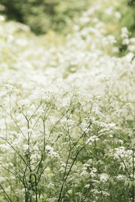 Vlinders3