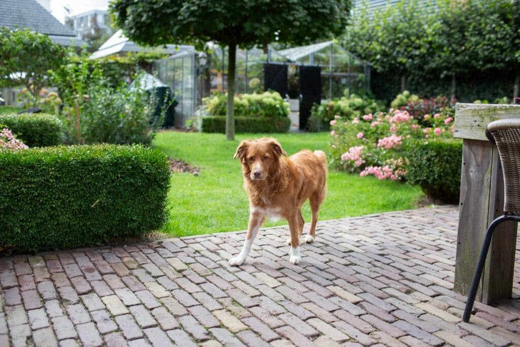 3 generaties in een huis. Hoe een langgekoesterde droom werkelijkheid werd 5 Drie Generaties In Een Huis