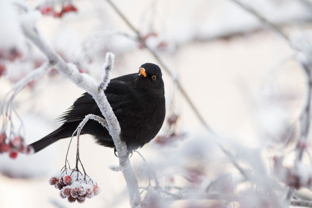 Lijsterbes -Zo Krijg Je Meer Vogels In Je Tuin Met Deze 10 Struiken En Bomen Die Je Nu Kan Planten