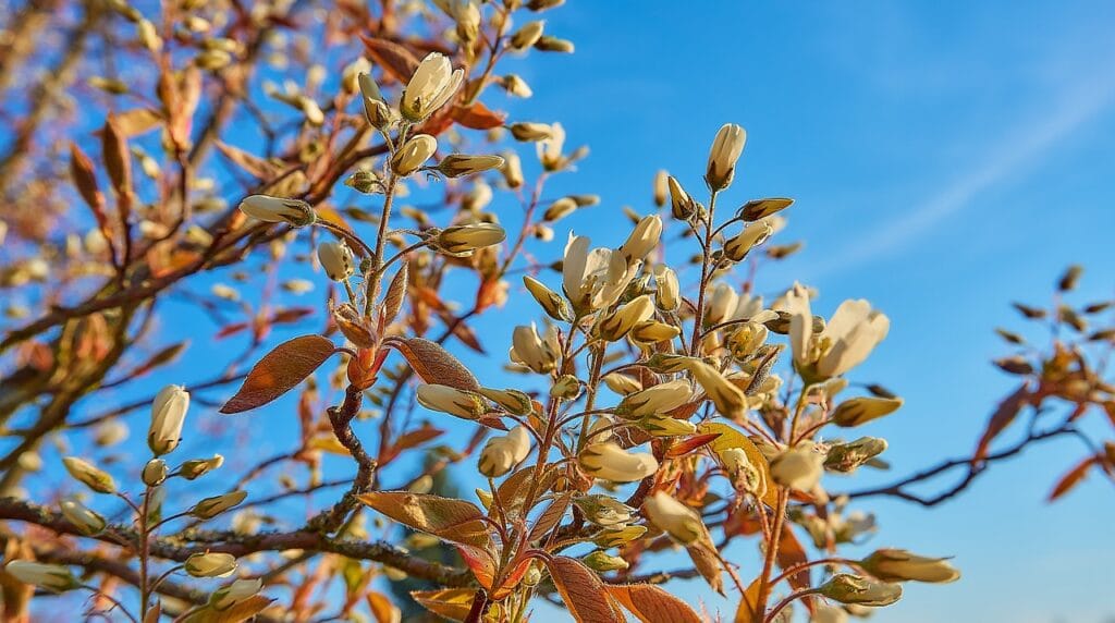 Zo Krijg Je Meer Vogels In Je Tuin Met Deze 10 Struiken En Bomen Die Je Nu Kan Planten