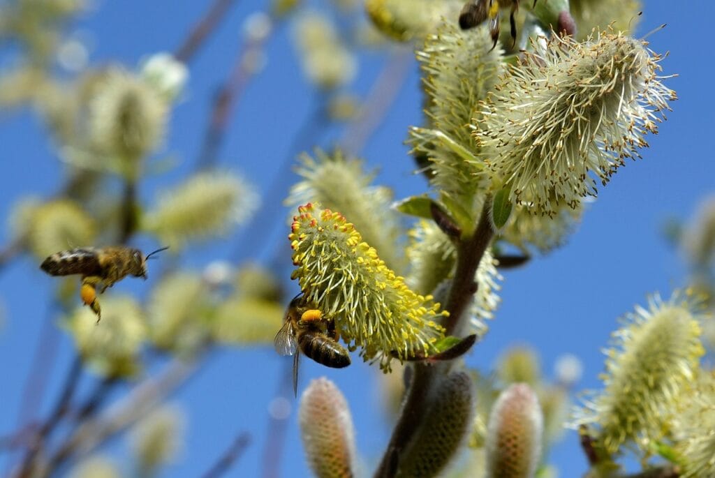 Zo Krijg Je Meer Vogels In Je Tuin Met Deze 10 Struiken En Bomen Die Je Nu Kan Planten