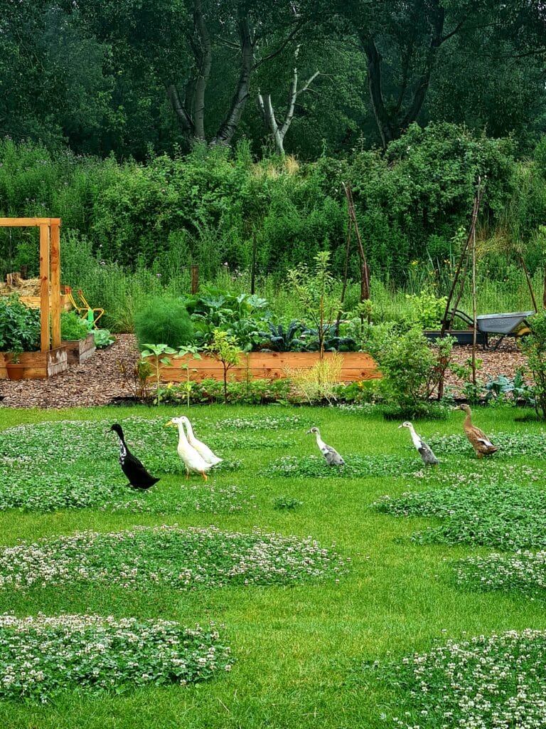 Jon Scobey en zijn gezin leven van hun eigen moestuin in Almere Oosterwold 7 John Scobey En Zijn Gezin Leven Uit Hun Eigen Moestuin In Almere